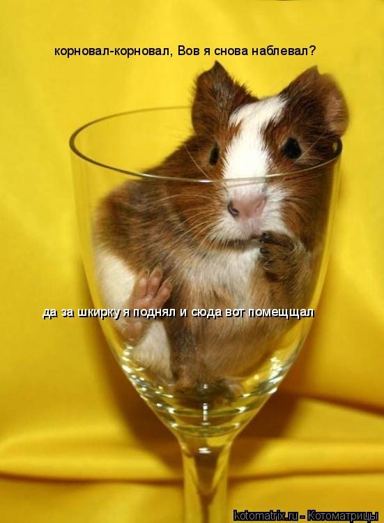 Котоматрица: корновал-корновал, Вов я снова наблевал? да за шкирку я поднял и сюда вот помещщал