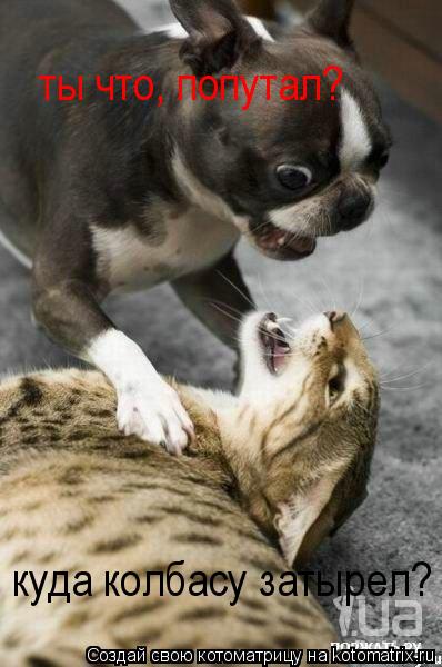 Котоматрица: ты что, попутал? куда колбасу затырел?
