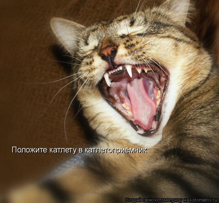 Котоматрица: Положите катлету в катлетоприёмник