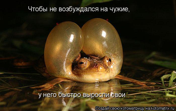 Котоматрица: Чтобы не возбуждался на чужие, у него быстро выросли свои п п