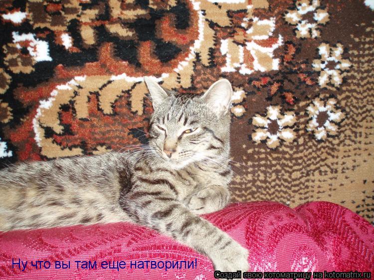 Котоматрица: Ну что вы там еще натворили!