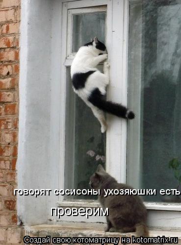 Котоматрица: говорят сосисоны ухозяюшки есть  проверим