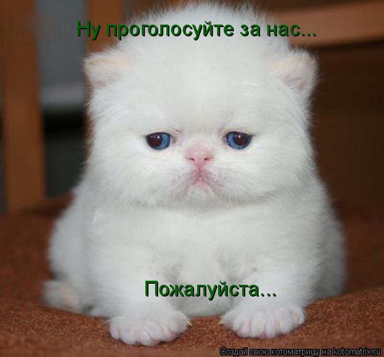 Котоматрица: Ну проголосуйте за нас... Пожалуйста...
