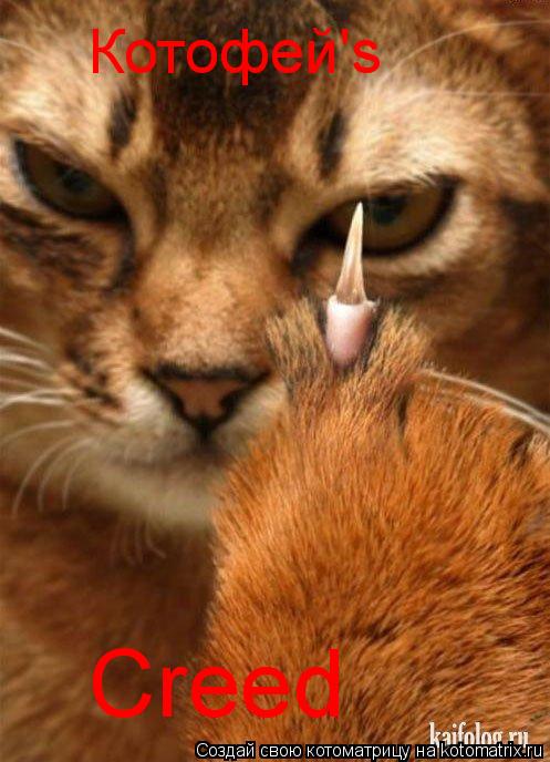 Котоматрица: Котофей's Creed