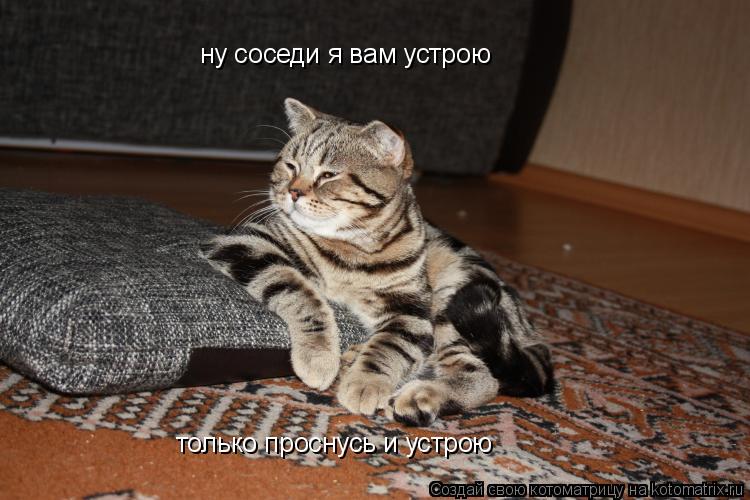 Котоматрица: ну соседи я вам устрою только проснусь и устрою