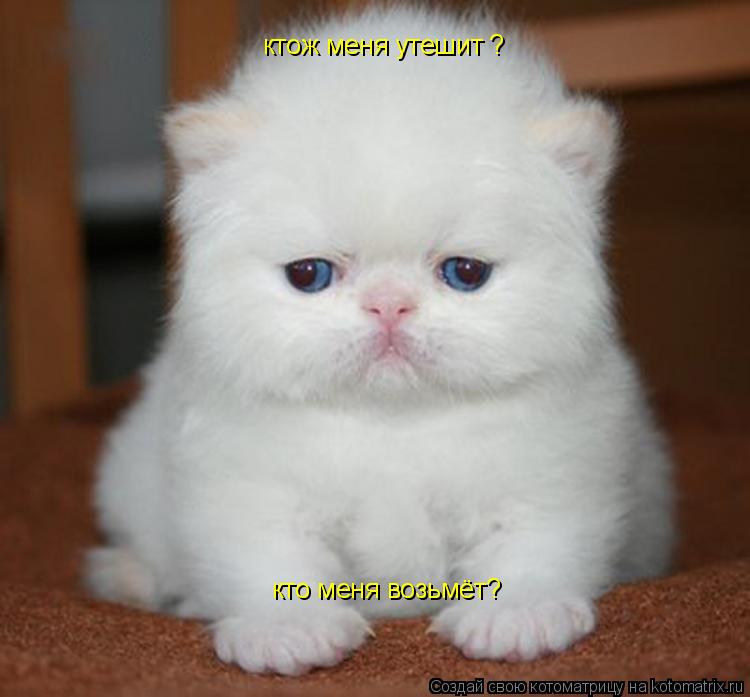 Котоматрица: ктож меня утешит кто меня возьмёт? ?