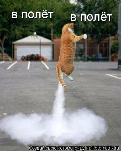 Котоматрица: в полёт в полёт