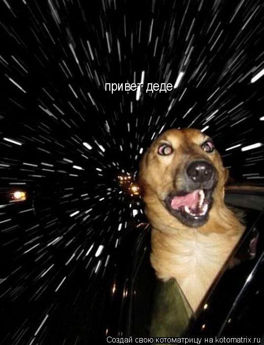 Котоматрица: привет деде