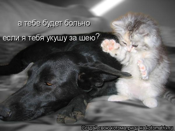Котоматрица: а тебе будет больно если я тебя укушу за шею ?
