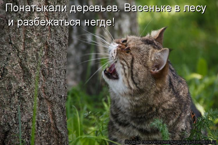 Понатыкали деревьев. Васеньке в лесу и разбежаться негде!... Котоматрица: Понатыкали деревьев. Васеньке в лесу и разбежаться негде!