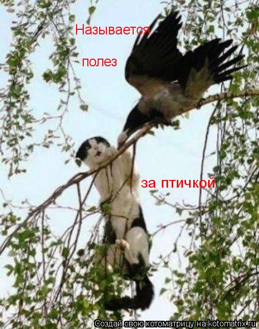 Котоматрица: за птичкой Называется полез
