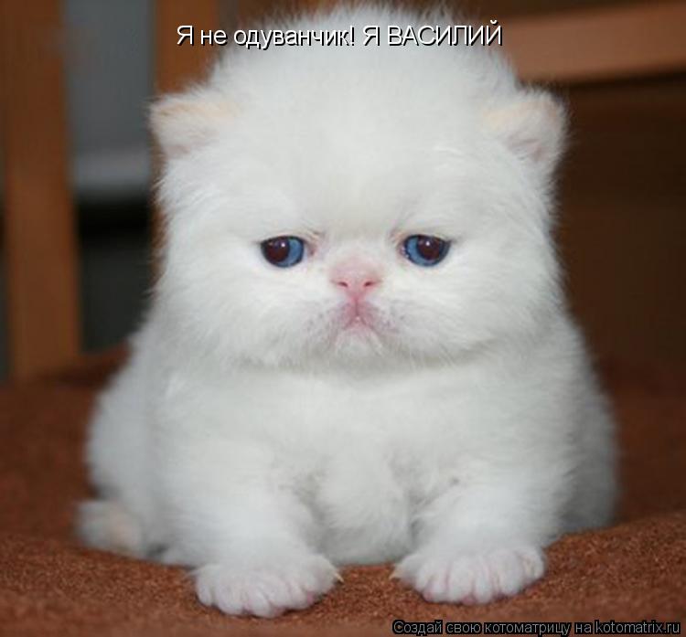 Котоматрица: Я не одуванчик! Я ВАСИЛИЙ