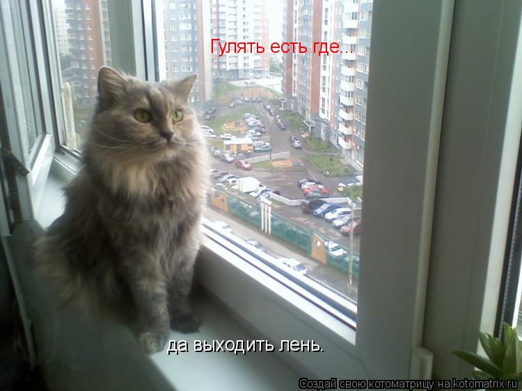 Котоматрица: Гулять есть где... да выходить лень.