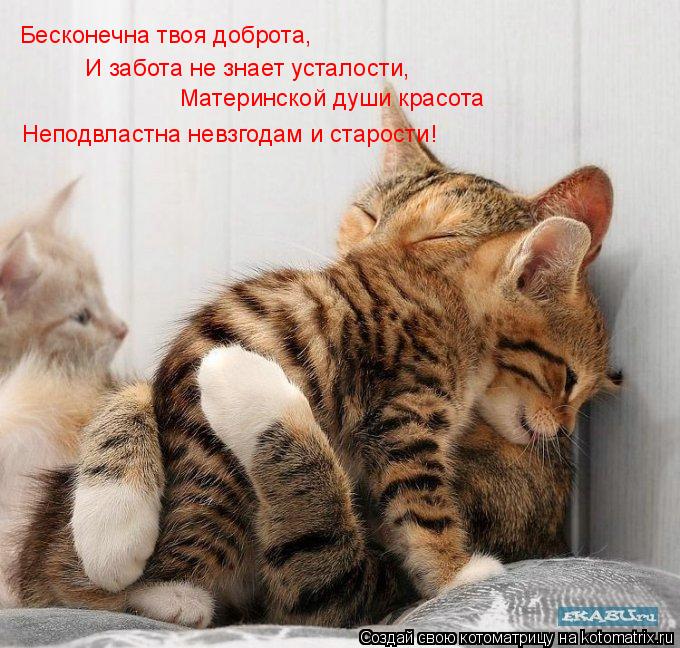 Котоматрица: Бесконечна твоя доброта, И забота не знает усталости, Материнской души красота Неподвластна невзгодам и старости!