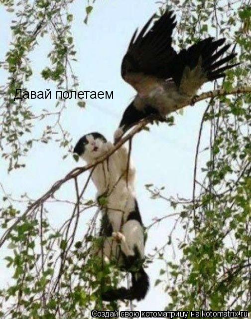 Котоматрица: Давай полетаем
