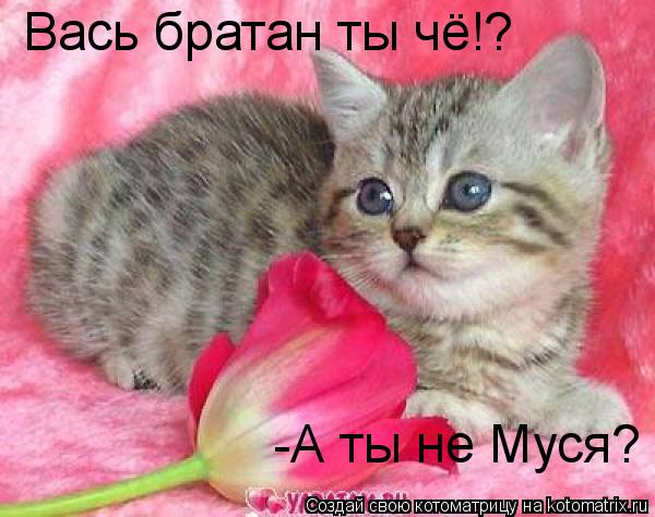 Котоматрица: Вась братан ты чё!?  -А ты не Муся?