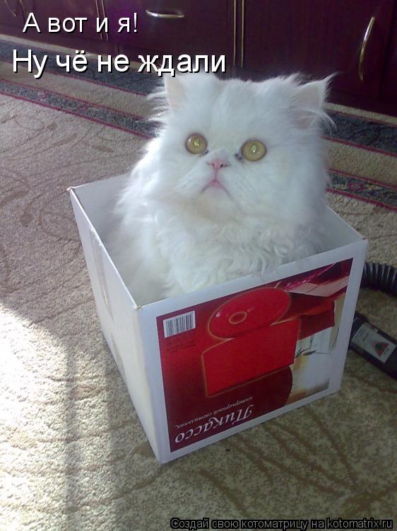 Котоматрица: А вот и я! Ну чё не ждали