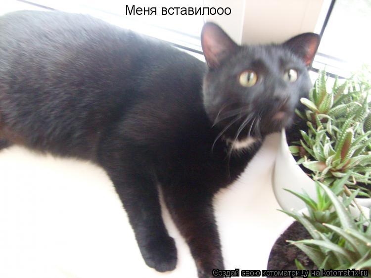 Котоматрица: Меня вставилооо