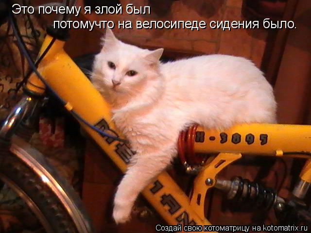 Котоматрица: Это почему я злой был потомучто на велосипеде сидения было.