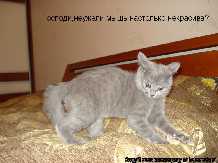 Котоматрица: Господи,неужели мышь настолько некрасива?