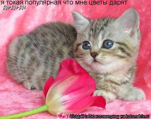 я токая популярная что мне цветы дарят да-да-да... Котоматрица: я токая популярная что мне цветы дарят да-да-да