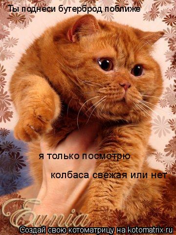 Ты поднеси бутерброд поближе я только посмотрю колбаса свежая или нет... Котоматрица: Ты поднеси бутерброд поближе я только посмотрю колбаса свежая или нет