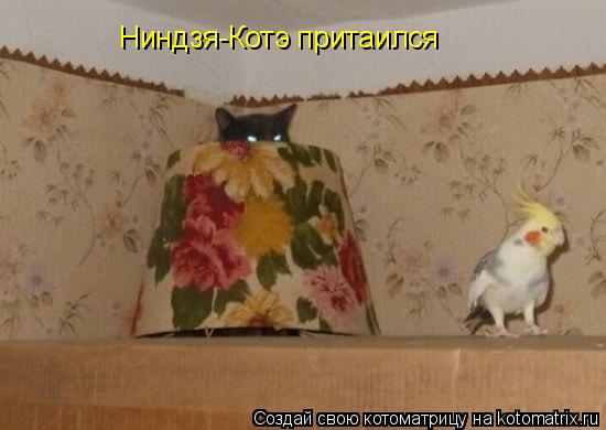 Ниндзя-Котэ притаился... Котоматрица: Ниндзя-Котэ притаился
