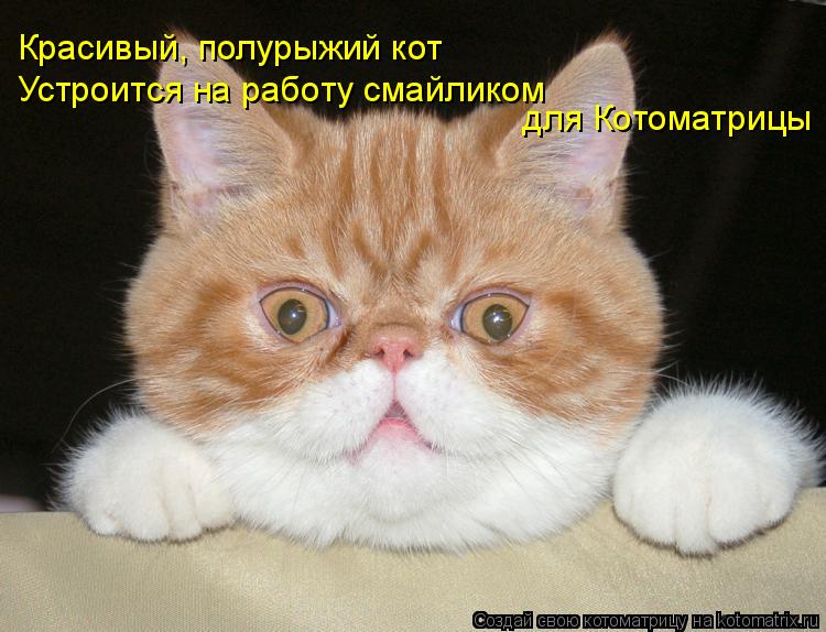 Красивый, полурыжий кот Устроится на работу смайликом для Котоматрицы... Котоматрица: Красивый, полурыжий кот Устроится на работу смайликом для Котоматрицы