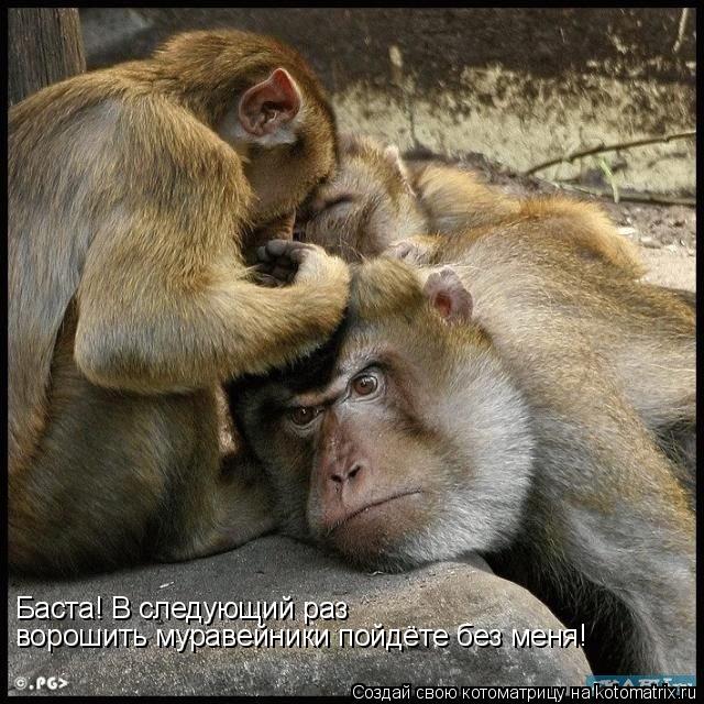 Баста! В следующий раз ворошить муравейники пойдёте без меня!... Котоматрица: Баста! В следующий раз ворошить муравейники пойдёте без меня!