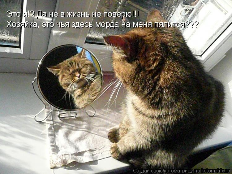 Это я!? Да не в жизнь не поверю!!! Хозяйка, это чья здесь морда на меня пялится???... Котоматрица: Это я!? Да не в жизнь не поверю!!! Хозяйка, это чья здесь морда на меня пялится???
