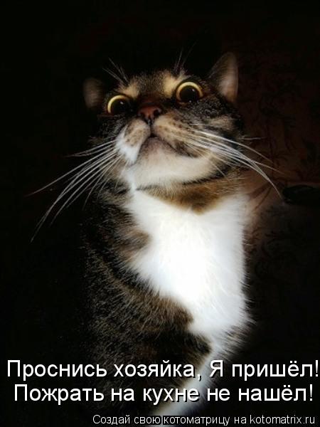 Проснись хозяйка, Я пришёл! Пожрать на кухне не нашёл!... Котоматрица: Проснись хозяйка, Я пришёл! Пожрать на кухне не нашёл!