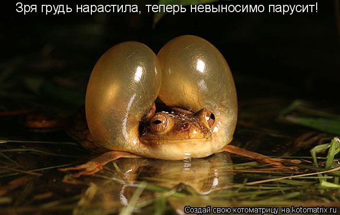 Зря грудь нарастила, теперь невыносимо парусит!... Котоматрица: Зря грудь нарастила, теперь невыносимо парусит!