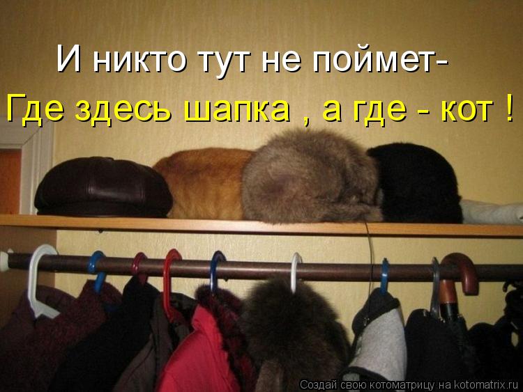 И никто тут не поймет- Где здесь шапка , а где - кот !... Котоматрица: И никто тут не поймет- Где здесь шапка , а где - кот !