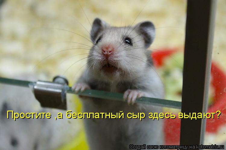 Простите ,а бесплатный сыр здесь выдают?... Котоматрица: Простите ,а бесплатный сыр здесь выдают?