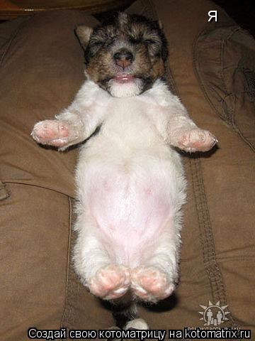 я... Котоматрица: я