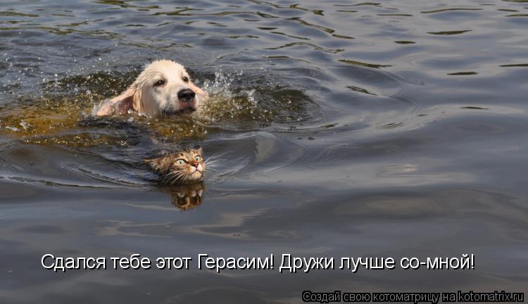 Сдался тебе этот Герасим! Дружи лучше со-мной!... Котоматрица: Сдался тебе этот Герасим! Дружи лучше со-мной!