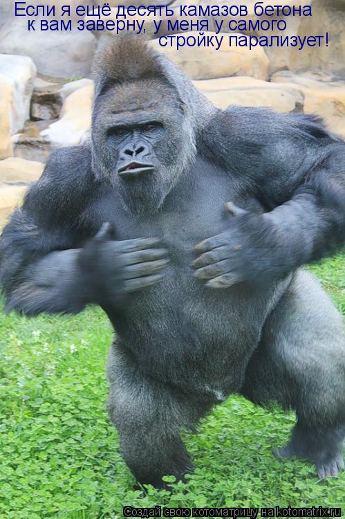 Если я ещё десять камазов бетона к вам заверну, у меня у самого стройку парализует!... Котоматрица: Если я ещё десять камазов бетона к вам заверну, у меня у самого стройку парализует!