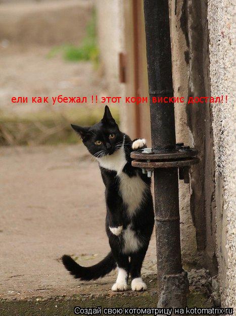 ели как убежал !! этот корм вискис достал!!... Котоматрица: ели как убежал !! этот корм вискис достал!!