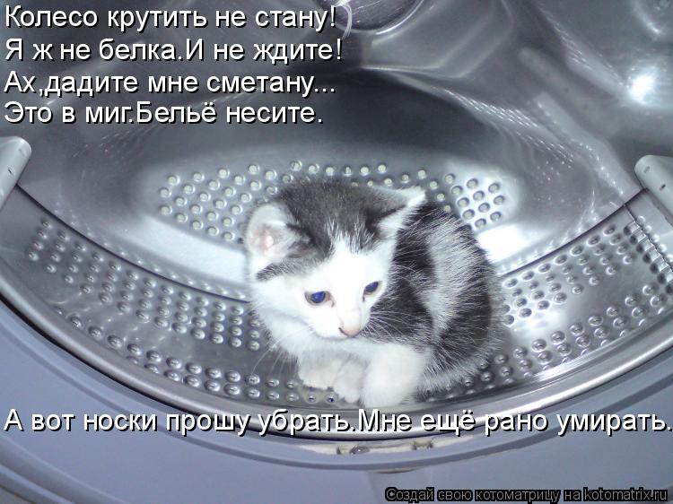 Колесо крутить не стану! Я ж не белка.И не ждите! Ах,дадите мне сметану... Это в миг.Бельё несите. А ... Котоматрица: Колесо крутить не стану! Я ж не белка.И не ждите! Ах,дадите мне сметану... Это в миг.Бельё несите. А вот носки прошу убрать.Мне ещё рано умирать.