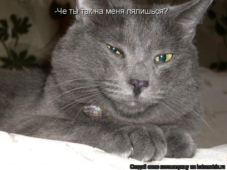 -Че ты так на меня пялишься?... Котоматрица: -Че ты так на меня пялишься?