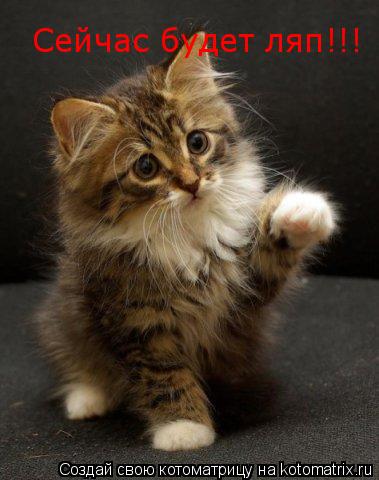 Котоматрица: Сейчас будет ляп!!!