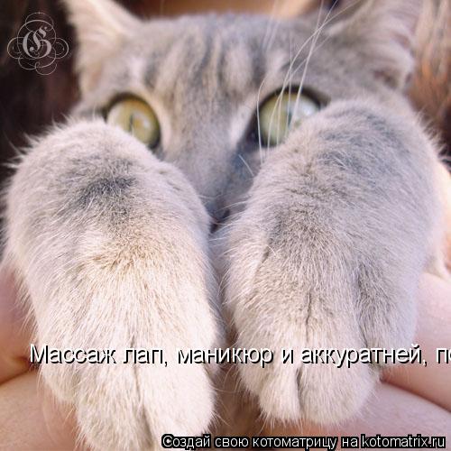 Котоматрица: Массаж лап, маникюр и аккуратней, пожалуйста.