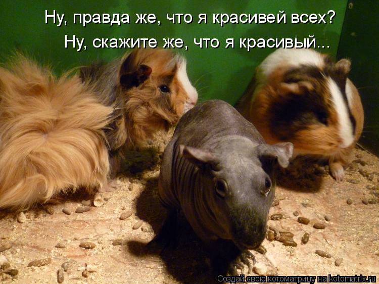 Котоматрица: Ну, правда же, что я красивей всех? Ну, скажите же, что я красивый...