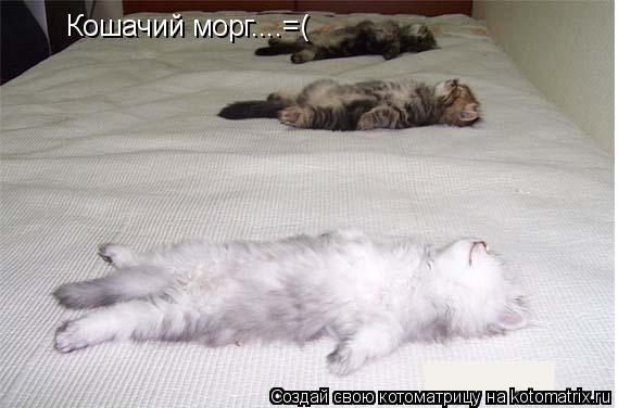 Котоматрица: Кошачий морг....=(