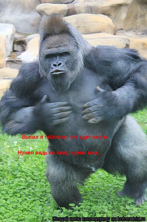 Котоматрица: Выпил я таблеток, что идет не так Нужен ведь не хаер, нужен мне....