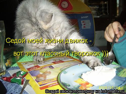 Котоматрица: Седой моей жизни движок - вот этот классный творожок )))