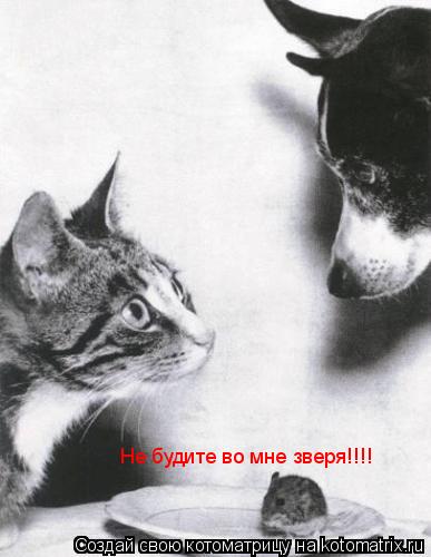 Котоматрица: Не будите во мне зверя!!!!