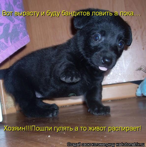 Котоматрица: Вот вырасту и буду бандитов ловить а пока.... Хозяин!!!Пошли гулять а то живот распирает!