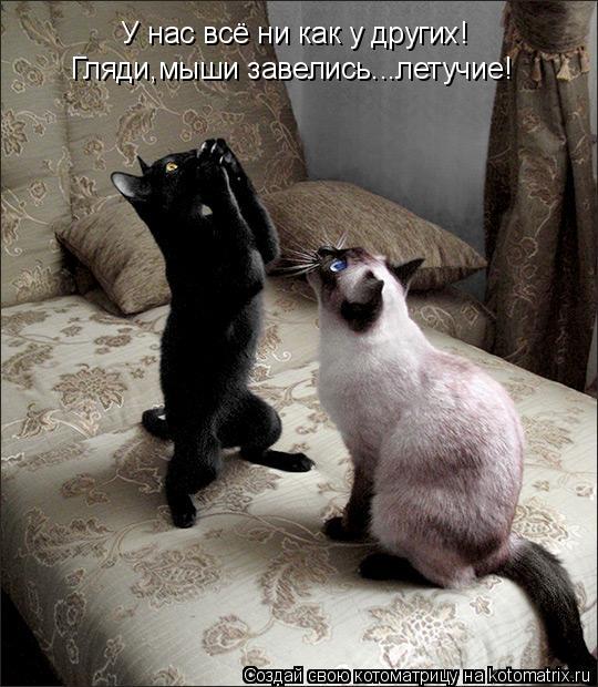 Котоматрица: У нас всё ни как у других! Гляди,мыши завелись...летучие!