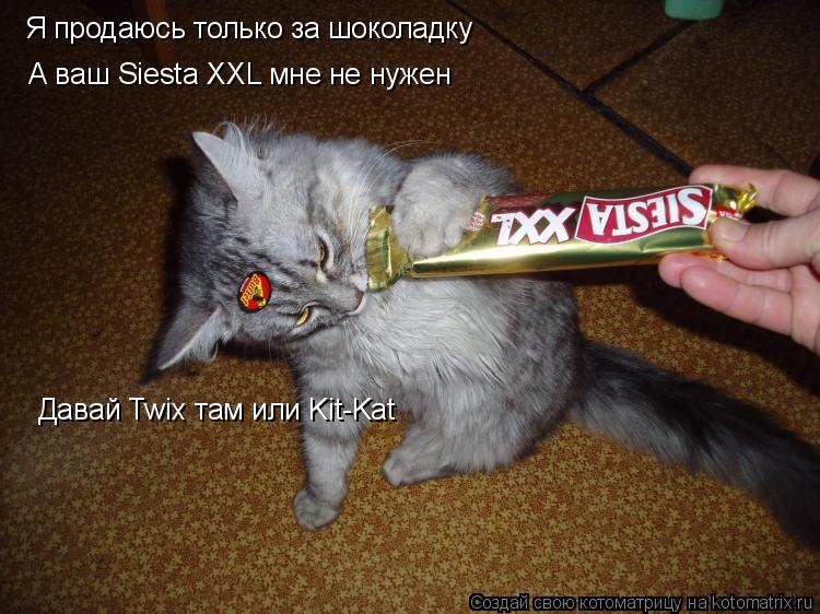 Котоматрица: Я продаюсь только за шоколадку А ваш Siesta XXL мне не нужен  Давай Twix там или Kit-Kat